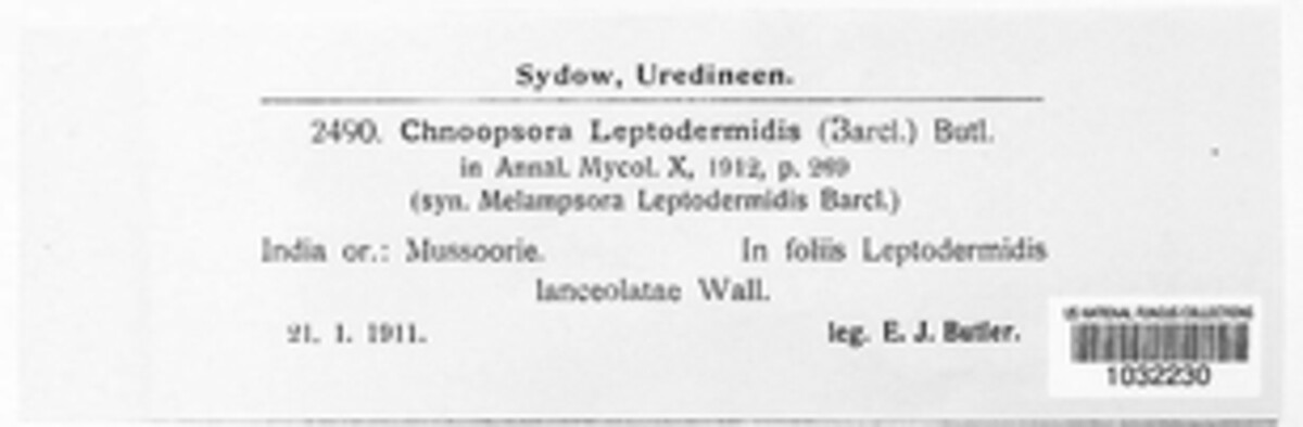 Coleosporium leptodermidis image